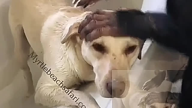 Give your dog a bath