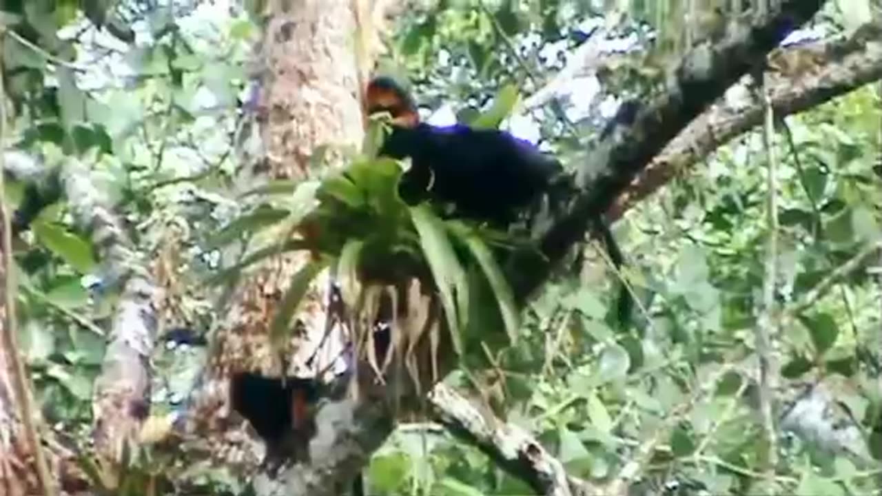 O BIOTERRORISMO QUE O PT PRATICOU NA BAHIA, A VASSOURA DE BRUXA