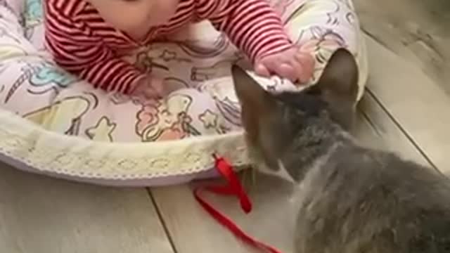 The child laughs at the cat