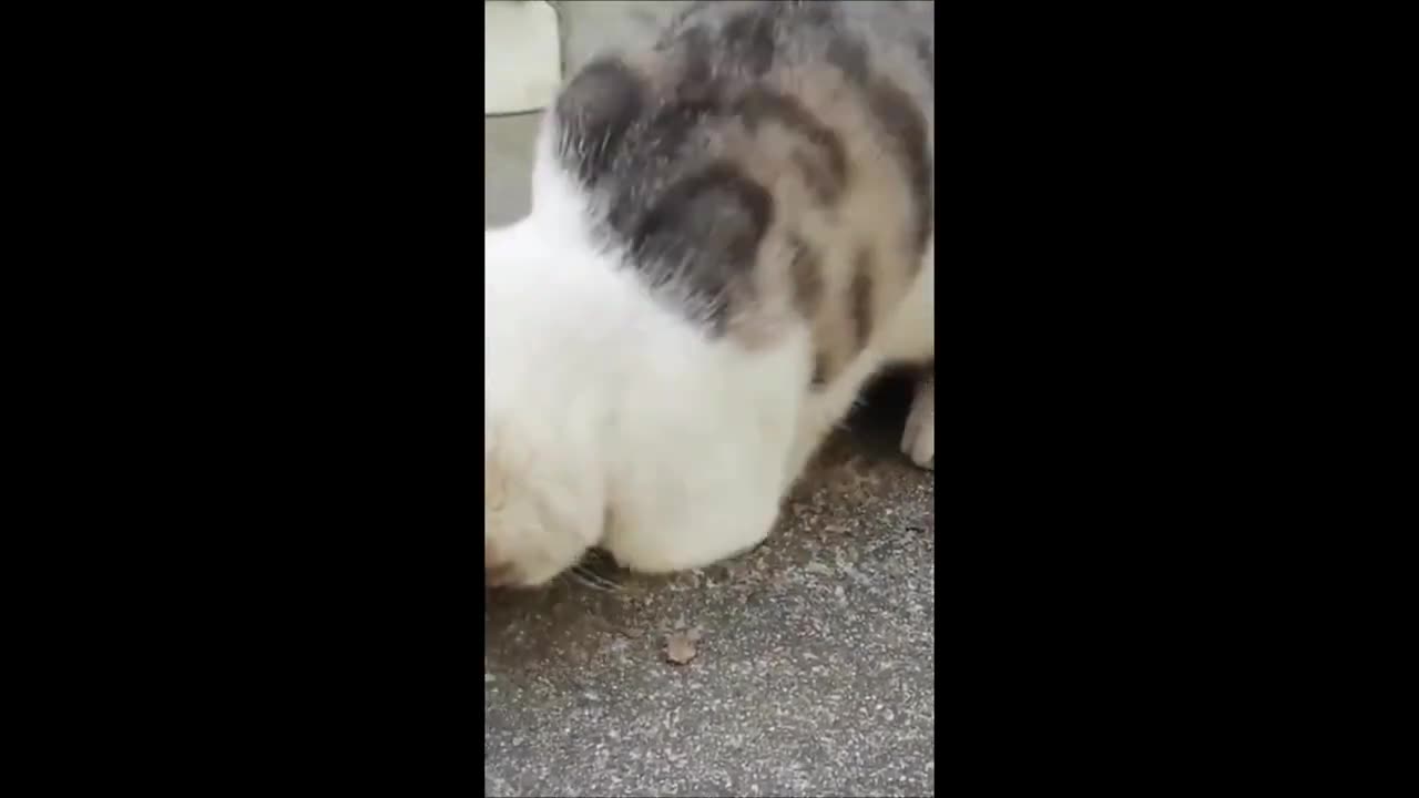 Animals funny videos | animal funniest video