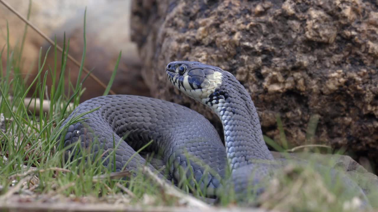 National Geographic Documentary - Fighting to Survive Wild Nature - Wildlife Animal