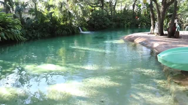 Baby otters go swimming in giant freshwater lagoon