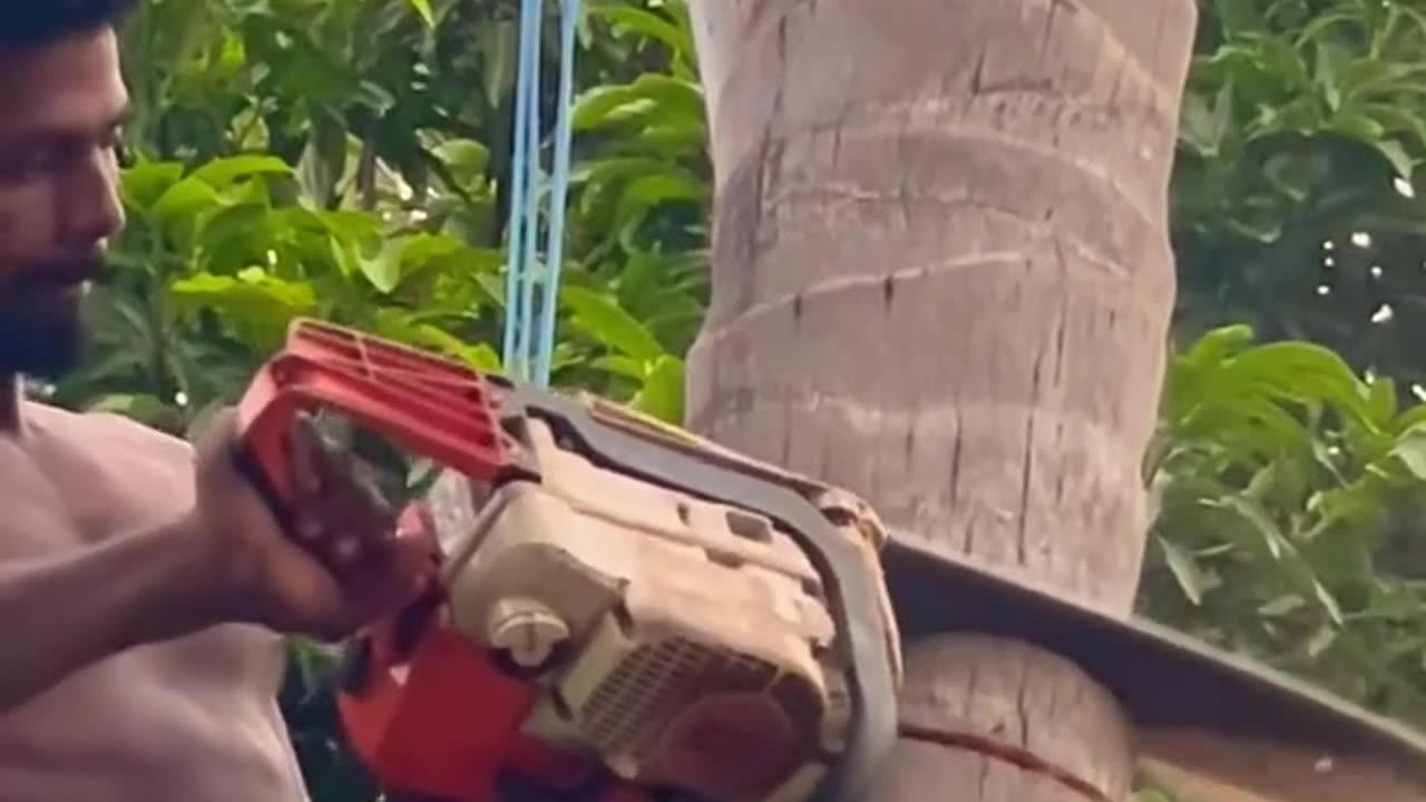 নারকেল গাছে কাটা