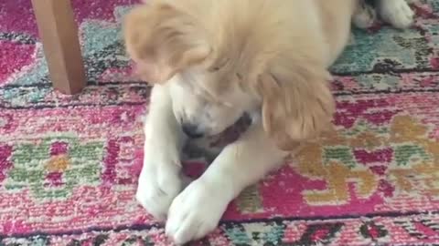 Cute pup eats ice