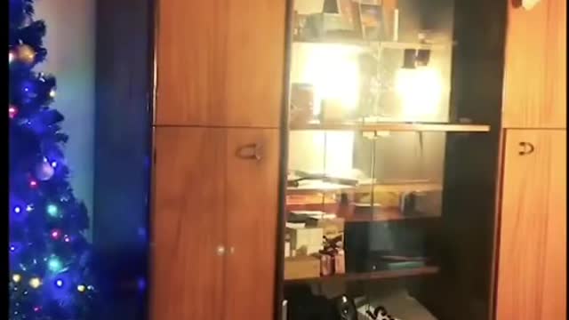 Funny animals