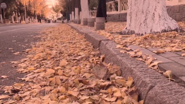 Autumn is the best season for travel.