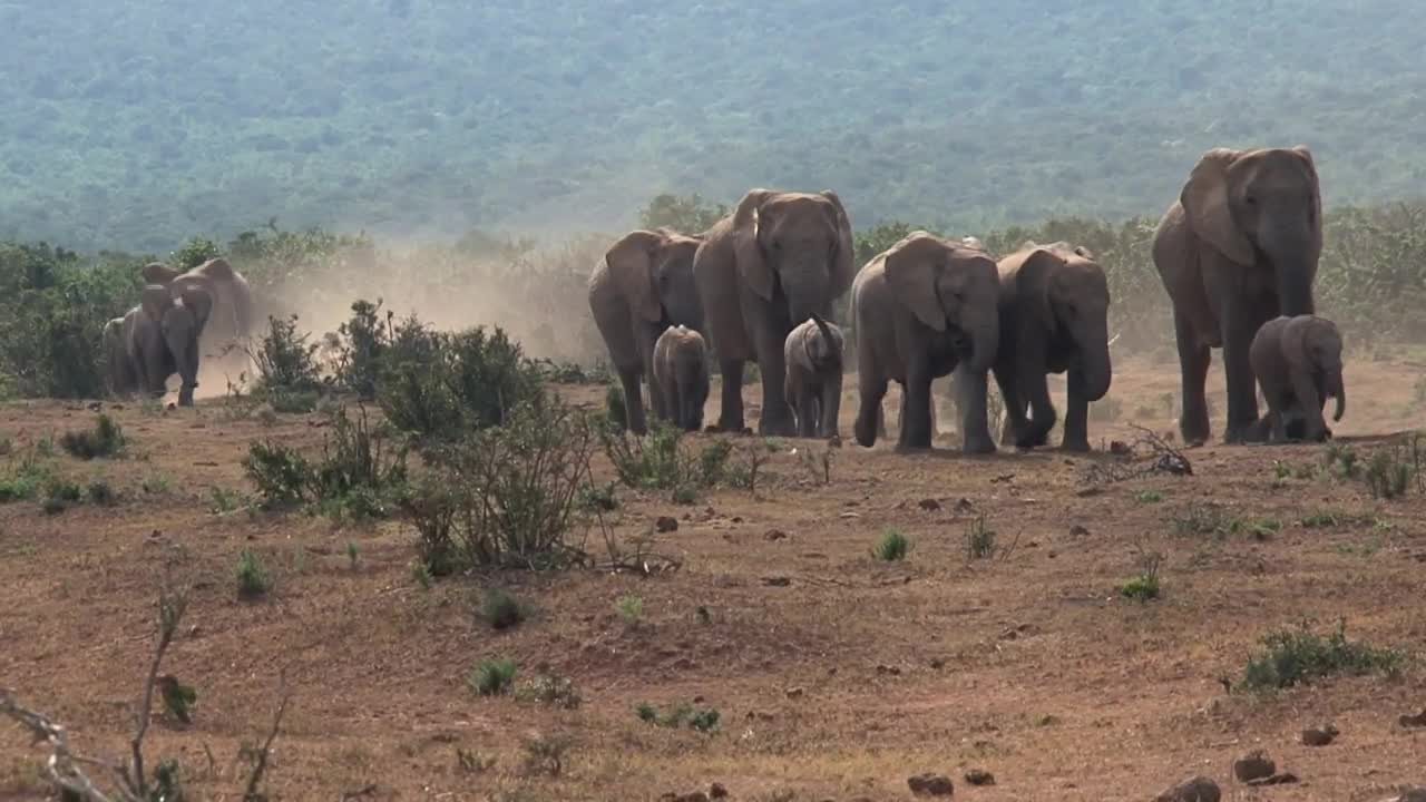 Herd of african elephants walking on the savanna