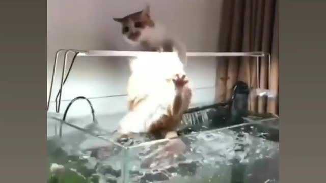 Oh no cat funny Watch to the end.