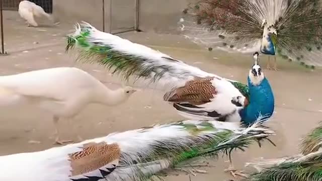 Beautiful Peacock Dancing