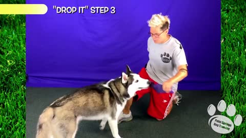 Dog Video🐶🐶🐶🐶
