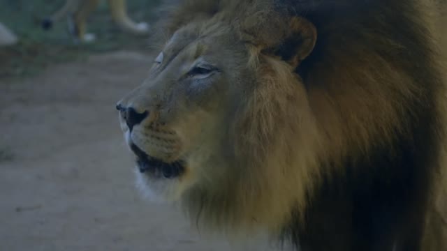 Lion Cubs Meet Dad for the First Time