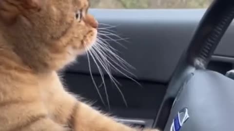 THIS CAT KNOWS HOW TO DRIVE?? MUST WATCH!!