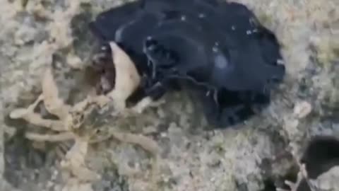 What's this?