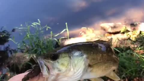 Small bass on the Nikko hellgrammite