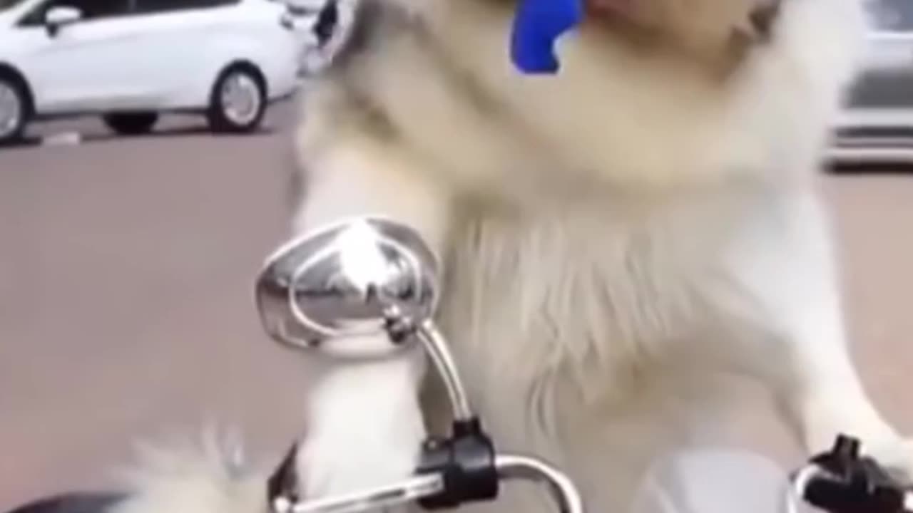 Husky riding motorcycle