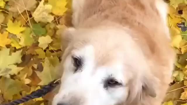 Who loves to keep dogs