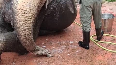 The staff bathed the elephants