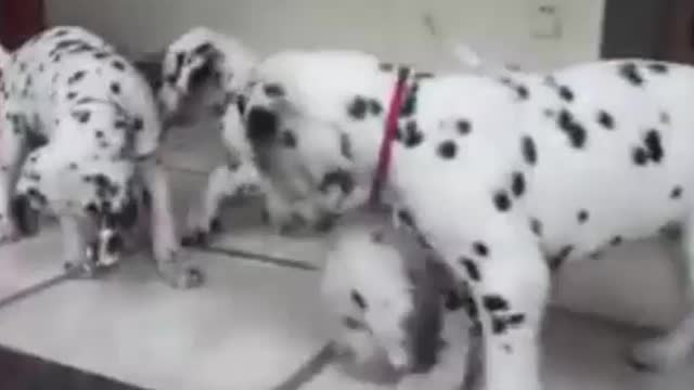 DALMATIAN PUPPIES FIGHTING 2021