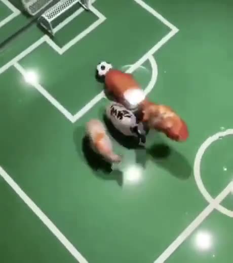 Ever seen fish playing football before? Not clickbait for real!!