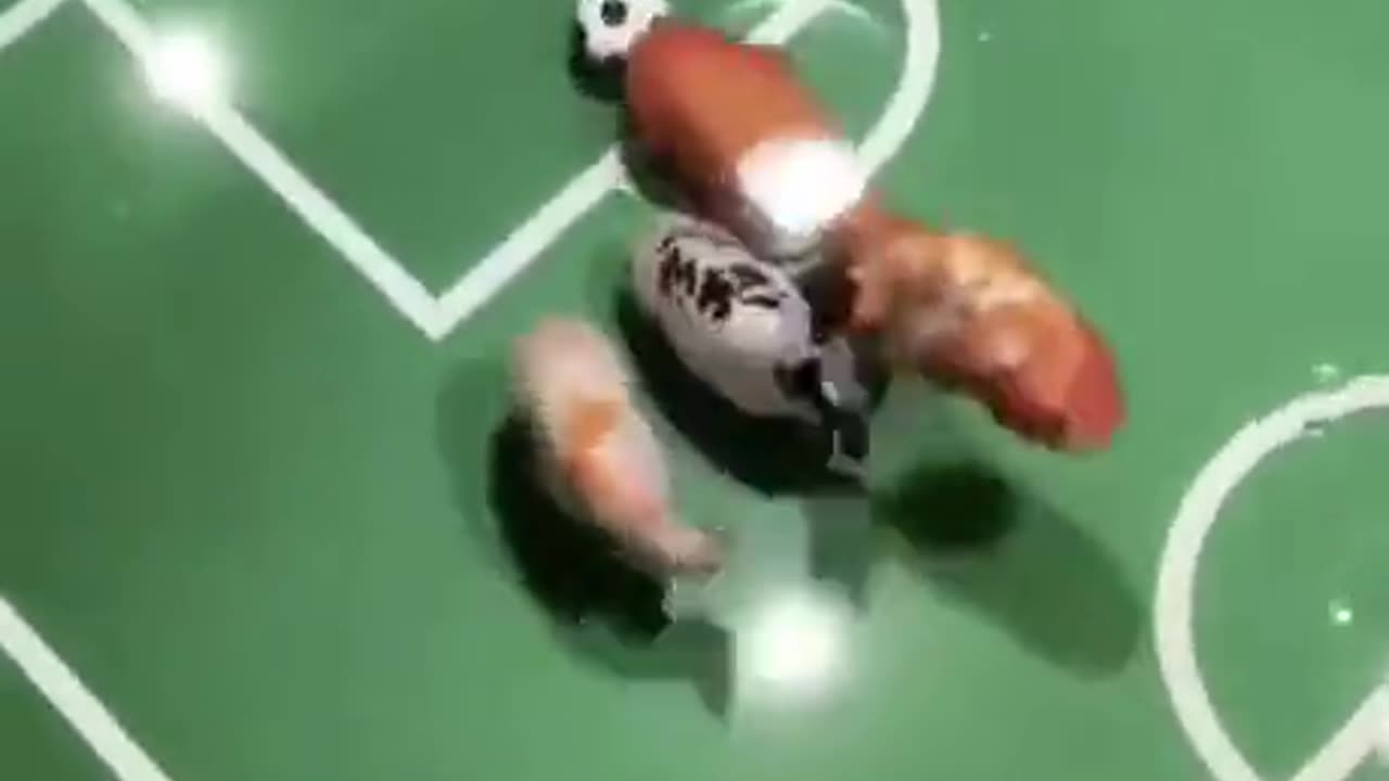 Ever seen fish playing football before? Not clickbait for real!!