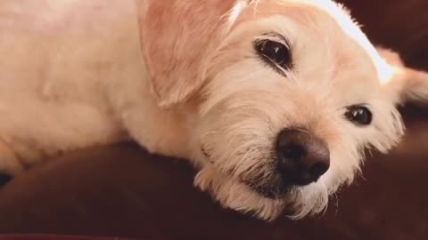 Emotional Heart Touching Dogs Very Sed Broken Hearts