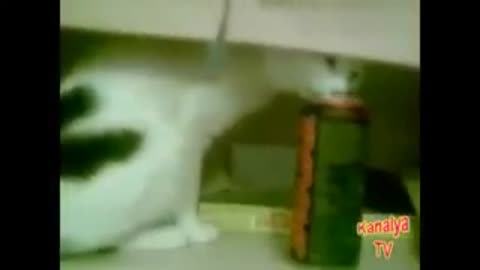 Funny and adorable cats #1