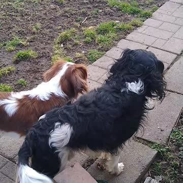 Current View Fluffy Talk 3-2-22