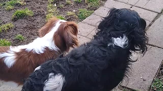 Current View Fluffy Talk 3-2-22