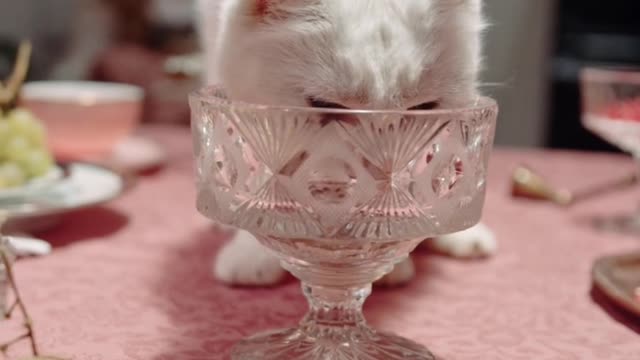 My cat jumped on my table when I was getting ready for dinner