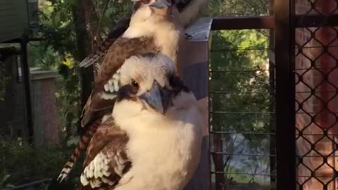 Kookaburra Close Up