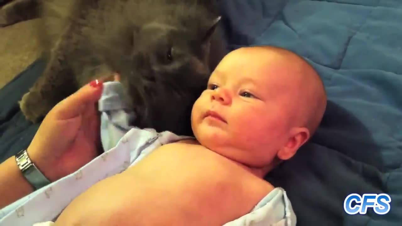 Cockatiel gives love and sings to a baby.