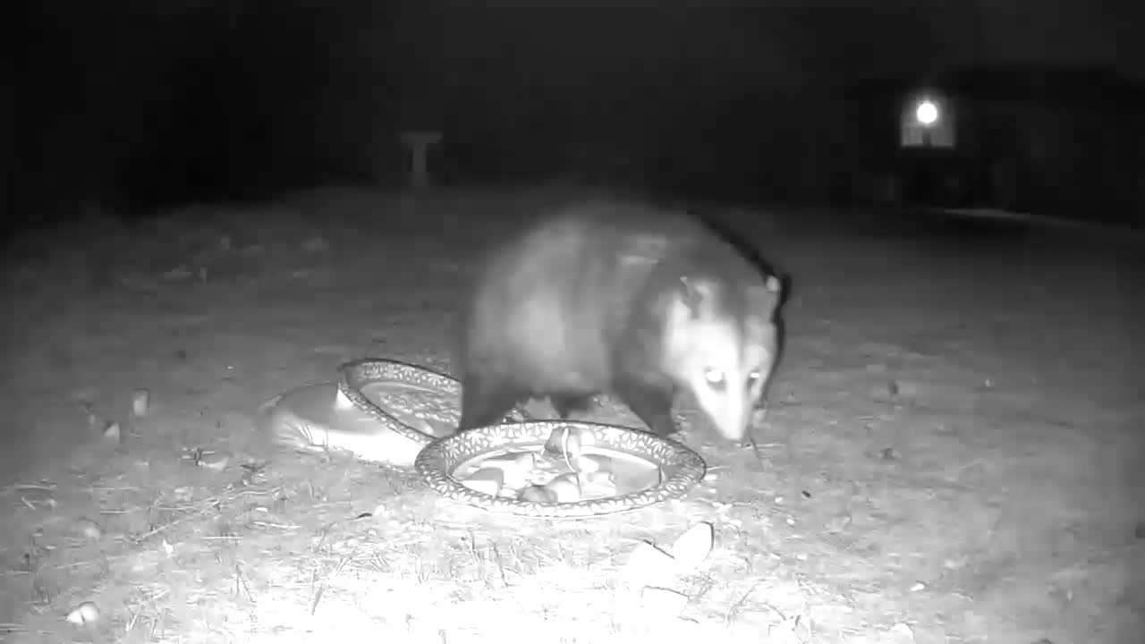 Loud chewing opossum