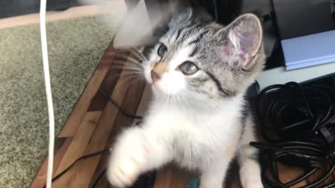 A kitten plays with a wire from a MacBook