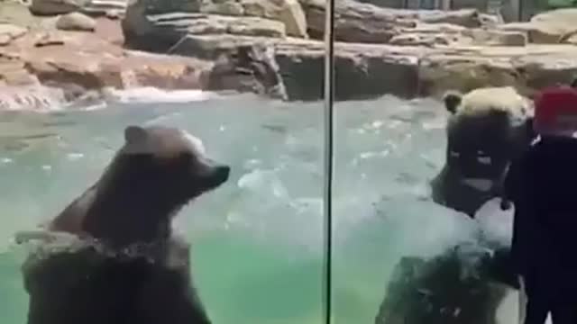 Cute Bears Making Waves