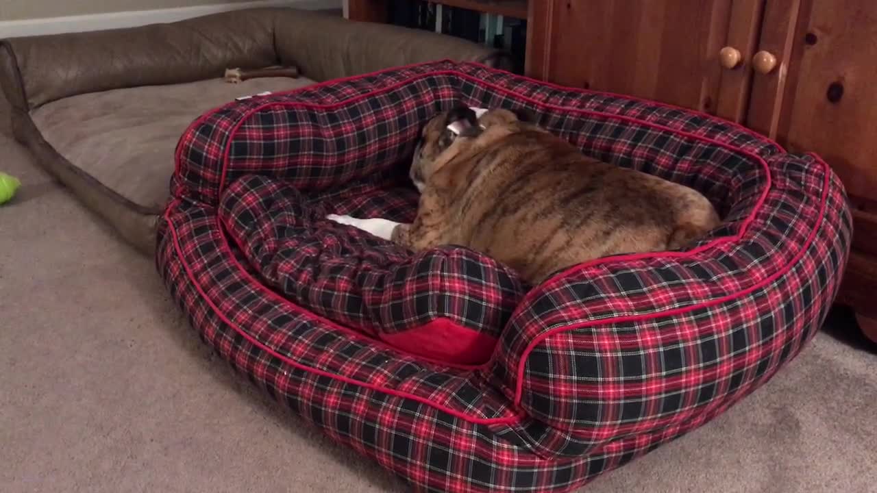 Bulldog takes out frustration on his bed