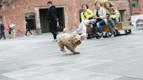 A bushy dog that runs beautifully