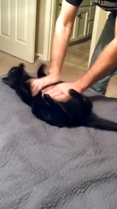 The most tolerant cat in the world!