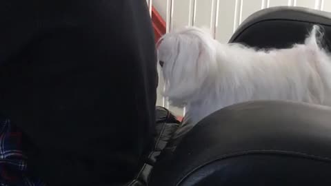 White dog scratching back man in black sweater