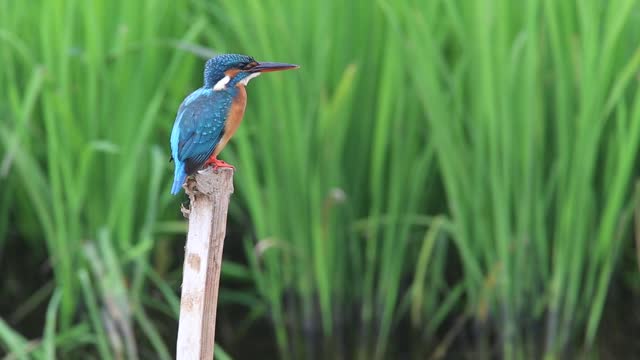 This bird is just chilling out