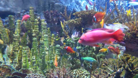 Fish Swimming AT New England Aquarium, Boston and Massachusetts USA