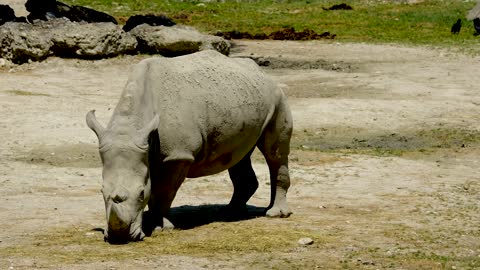 Rhino 4K Video - Wildlife 4k Video - Pets World