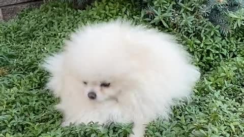 A White Dog