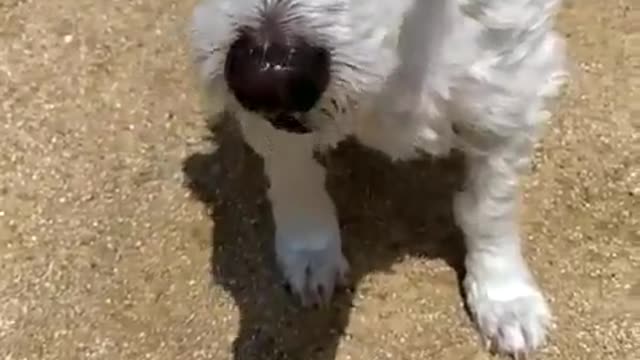 Cute old puppy eating strawberry.