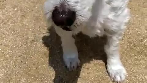 Cute old puppy eating strawberry.