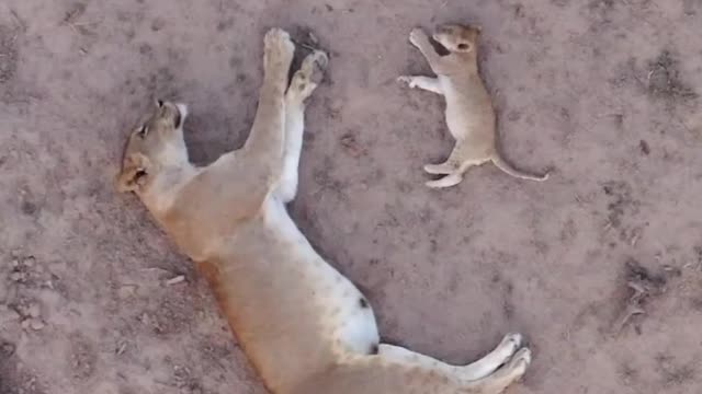 A lioness and her cub rest after a long day dealing with pride politics.