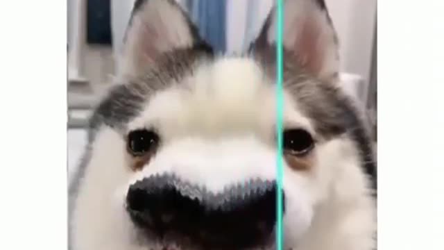 Awesome Funny Dog Video - This Filter Makes Them Cuter!?