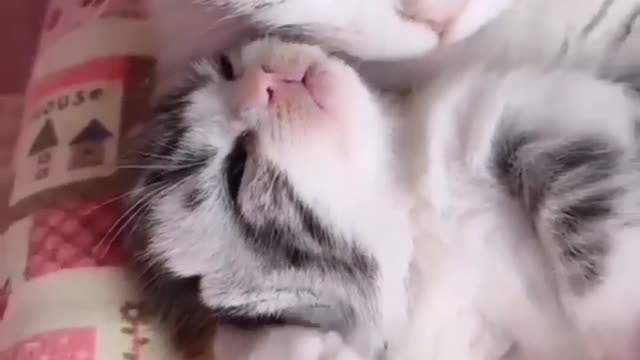 Beautiful babys cat and mom goodnit video