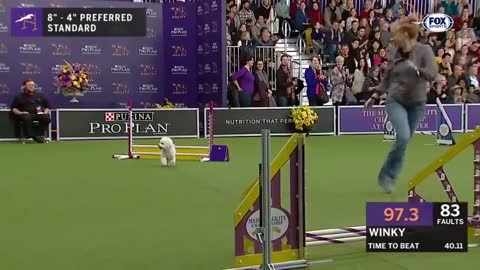 Watch How 5 of the best dogs run to WKC parkours