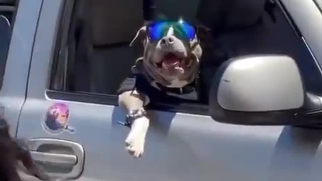 Real snoop dog 😎