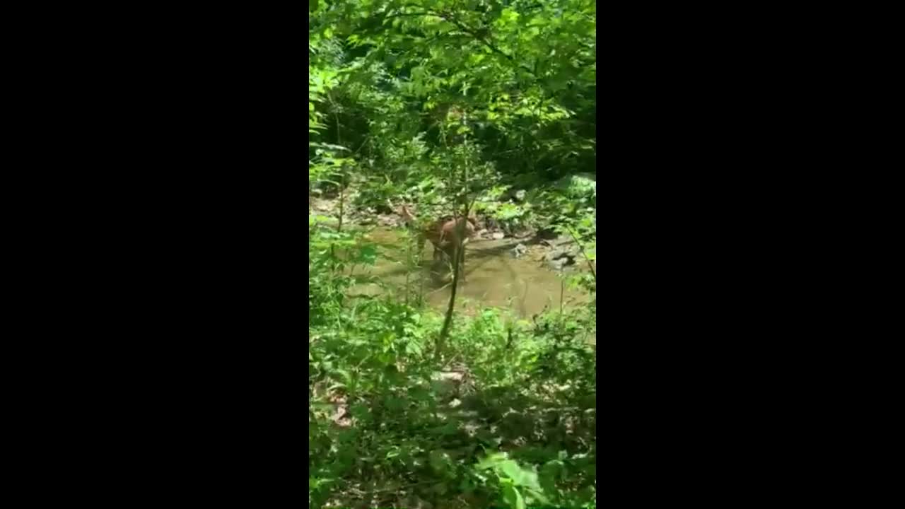 Dog becomes best friends with a playful fawn